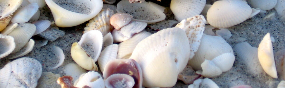 Sanibel Island Shells