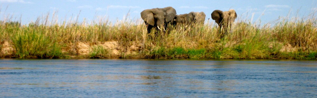 elephants from canoe