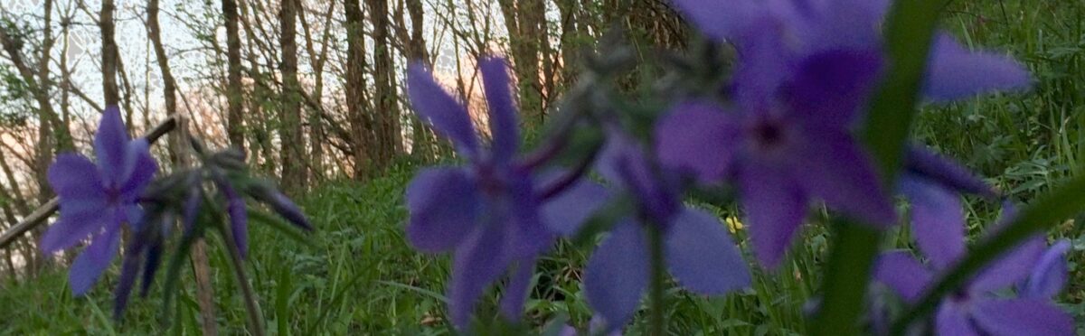 purple woodland flowers
