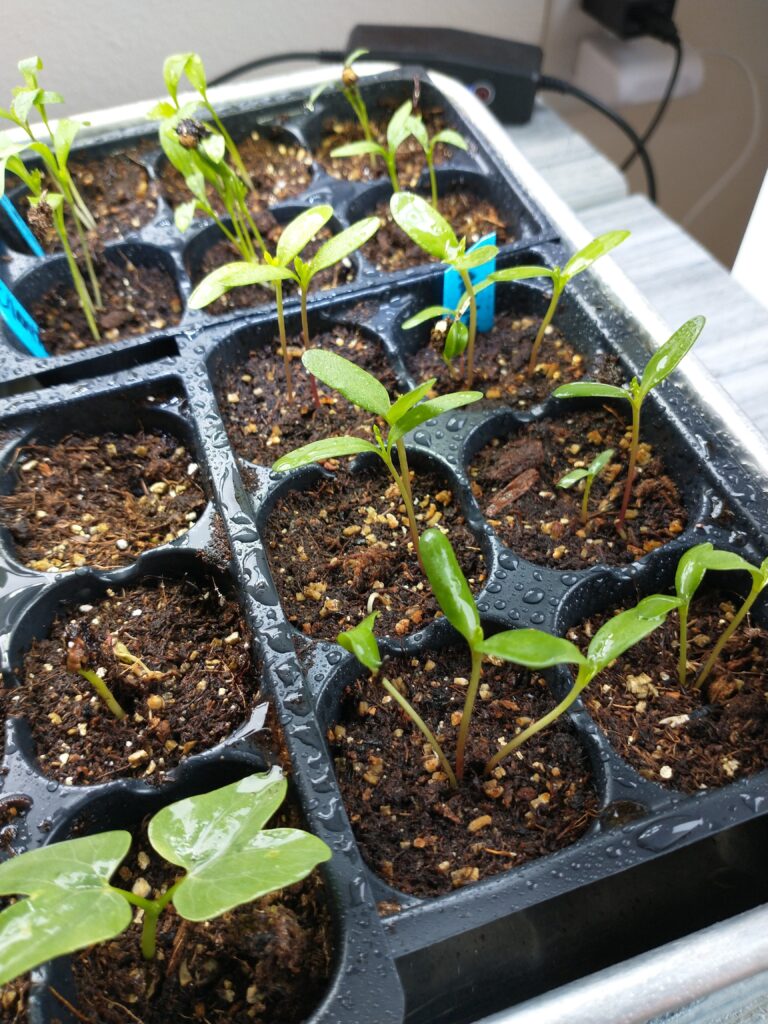 Seedlings started indoors