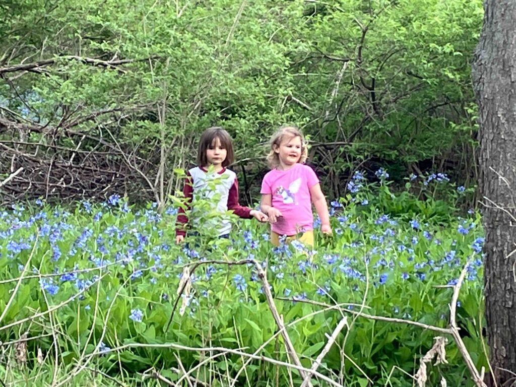 June and Hazel among the Bluebells at Walnut Woods