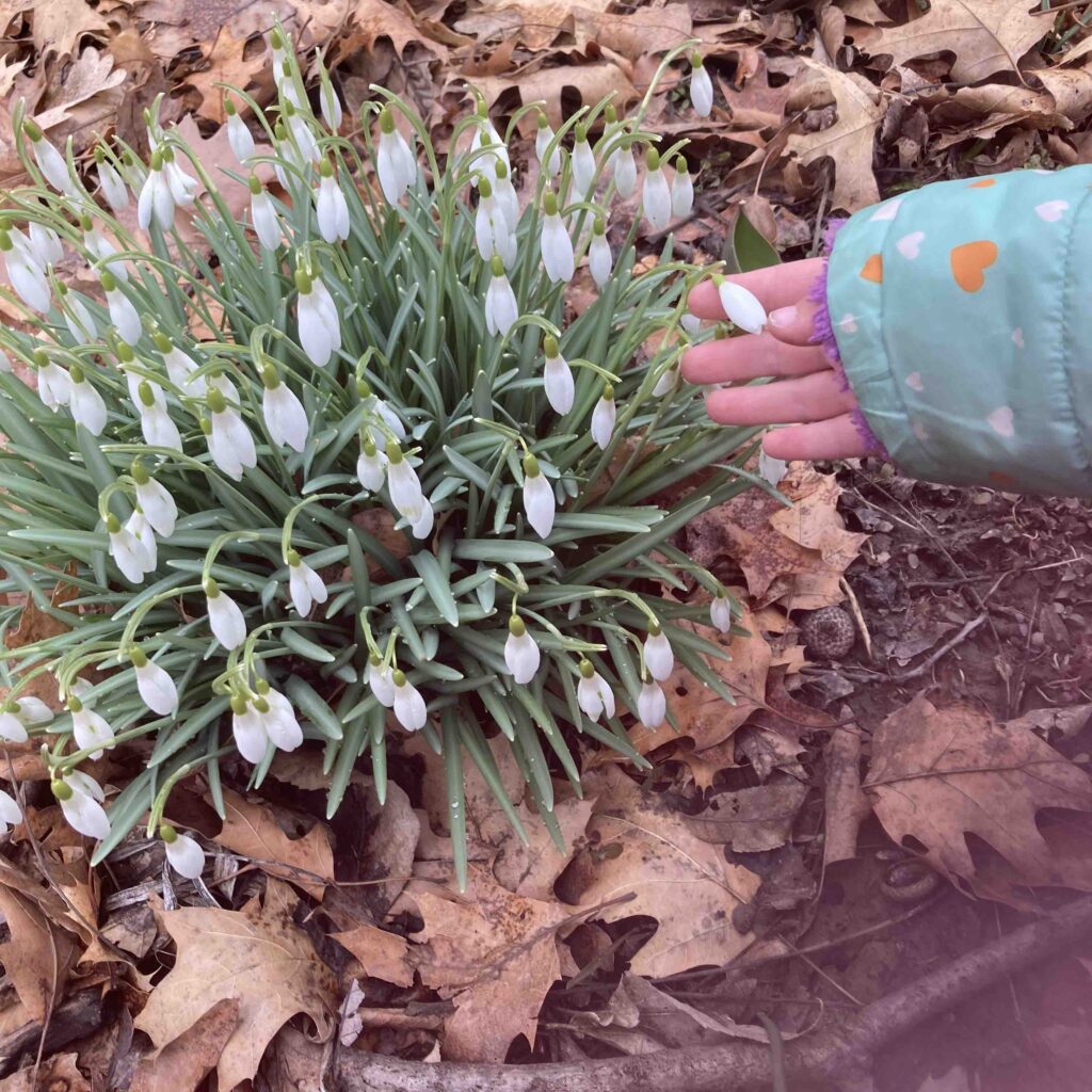 June showing snowdrops