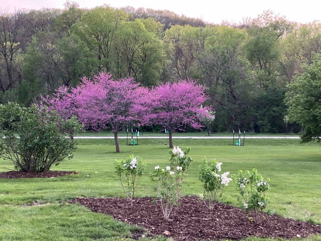 Redbuds blooming at Ewing Park Lilac Arboretum