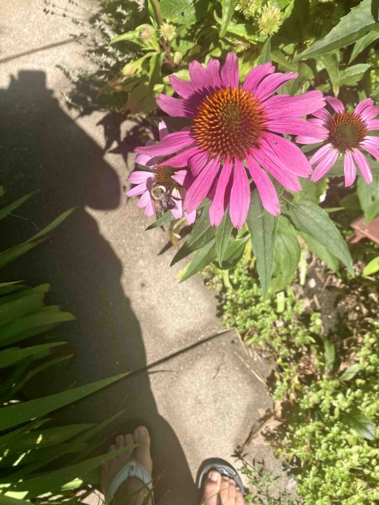 Coneflower in the Wild and Crazy Garden