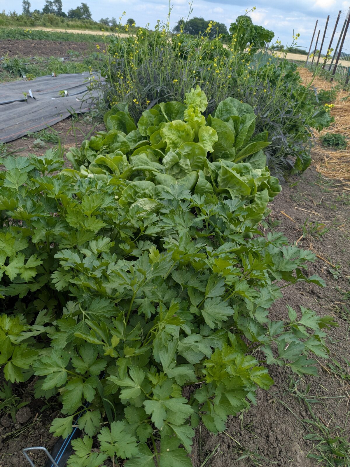 Iowa Farm and Food Celebration tours in Grinnell June 13, 2025